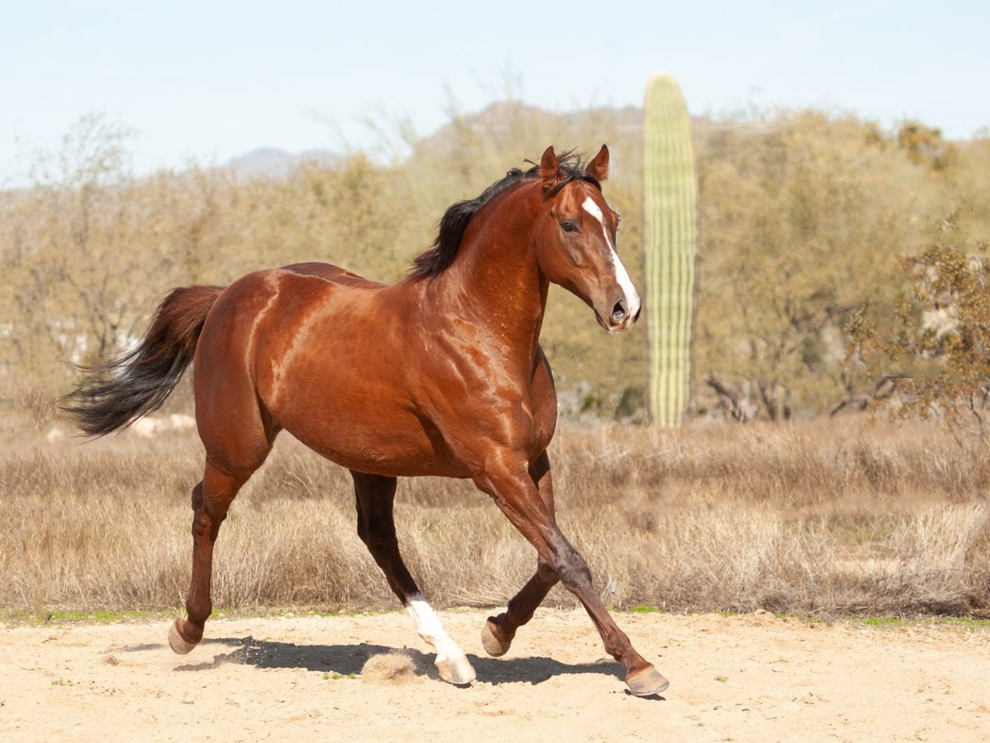 Hello Bourbon retired racehorse trotting in arena