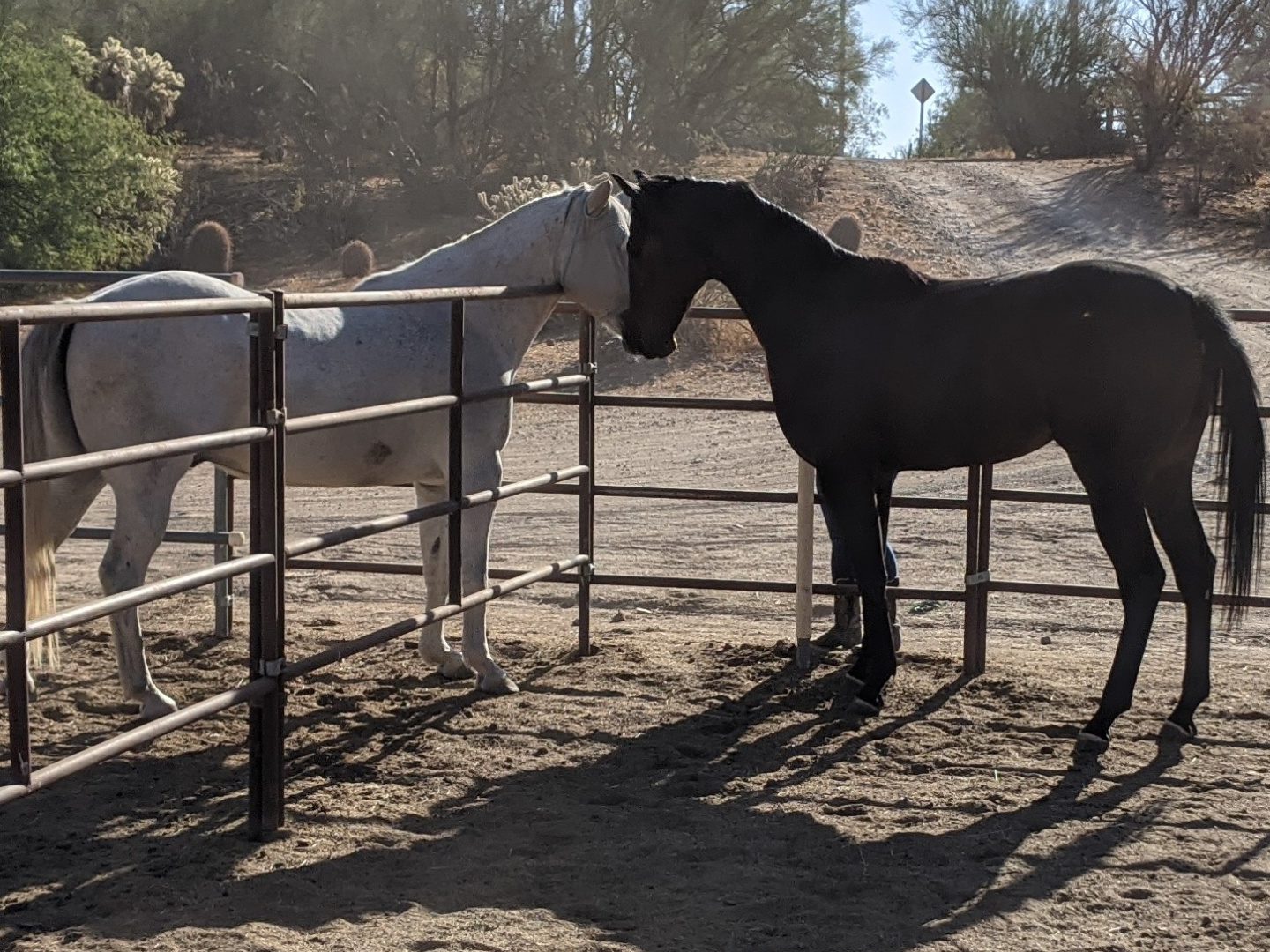 Horses greeting each other retired racehorses